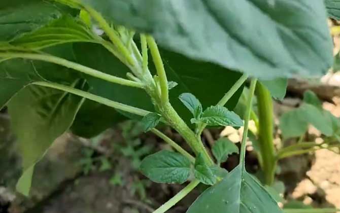 苋菜