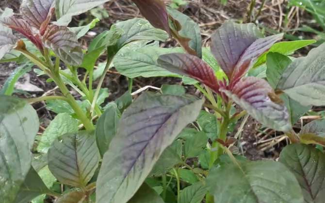 紫苋菜是什么植物？