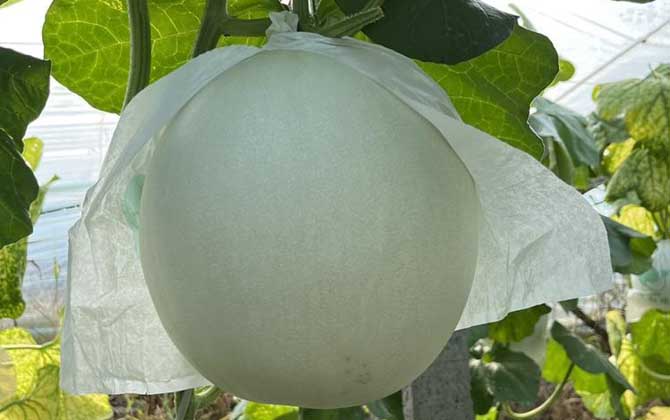 香瓜
