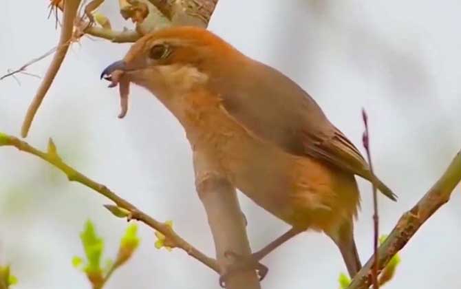 伯劳鸟吃什么食物？