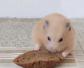 金丝熊仓鼠是什么动物？