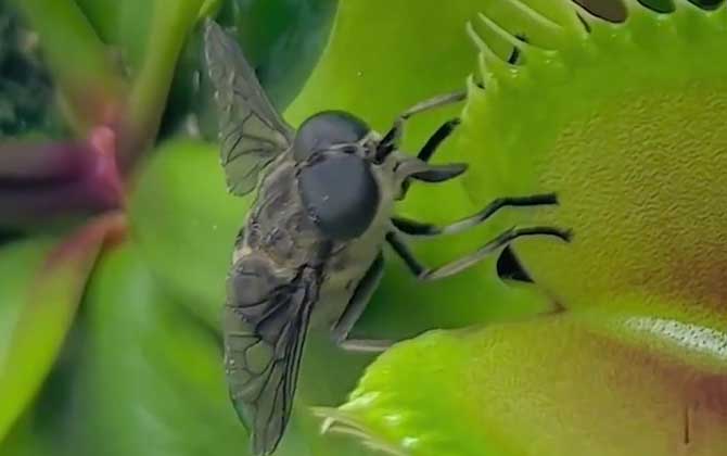 苍蝇
