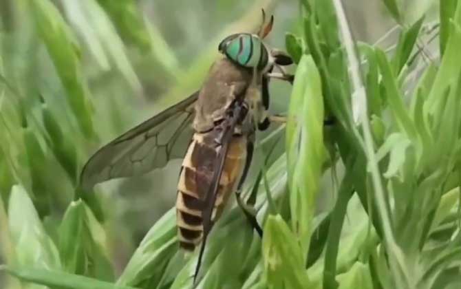 牛虻