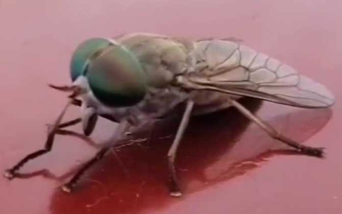 牛虻