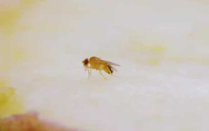 果蝇