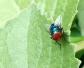 绿头苍蝇是什么动物？