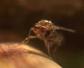 果蝇幼虫吃了对身体有影响吗？