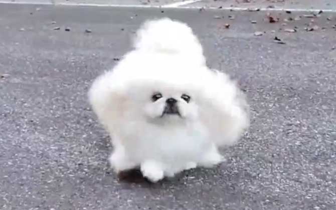 京巴犬