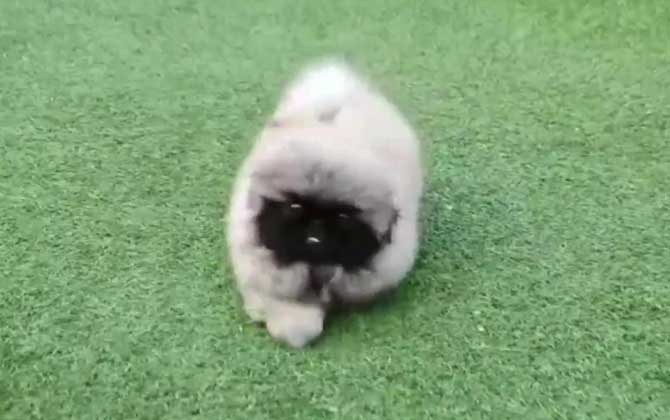 京巴犬