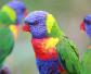 彩虹鸟是什么鸟？