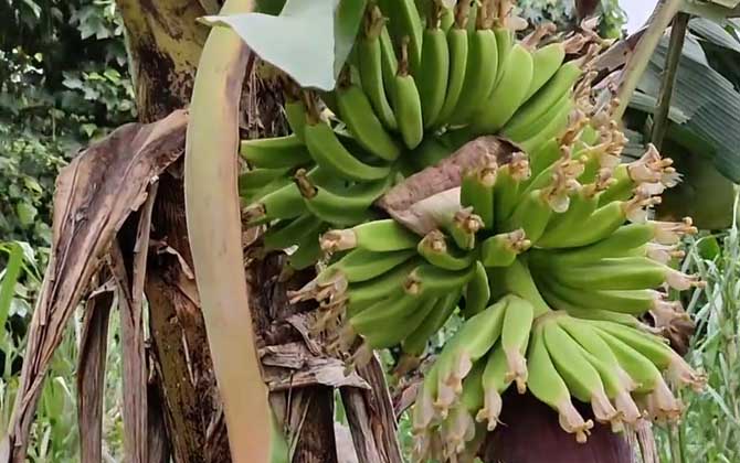 香蕉