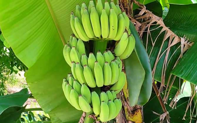 香蕉产地在哪里？