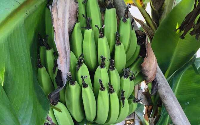 香蕉什么时候吃最好？