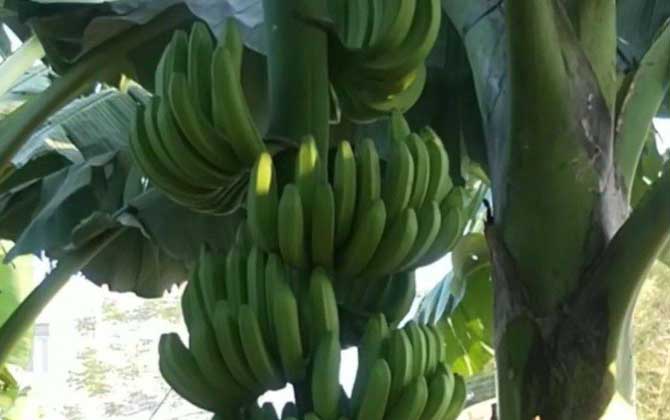 香蕉热量高吗？