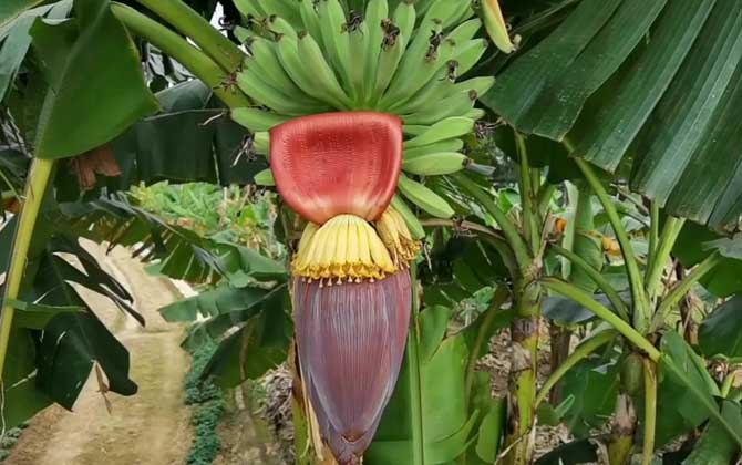 香蕉花