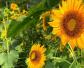 太阳花是什么植物？