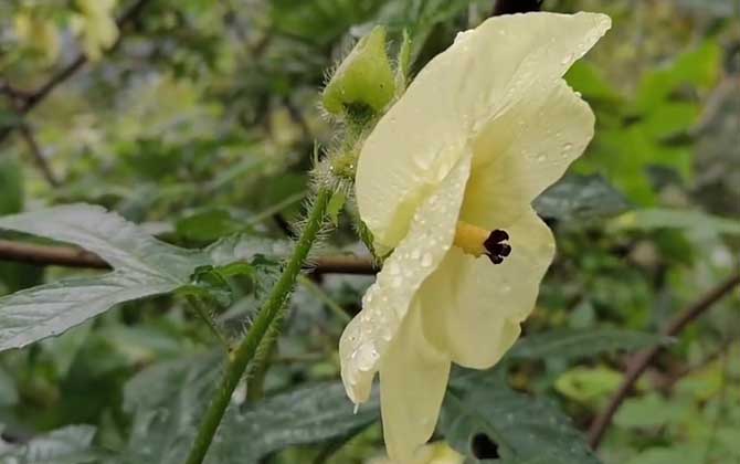 黄蜀葵花