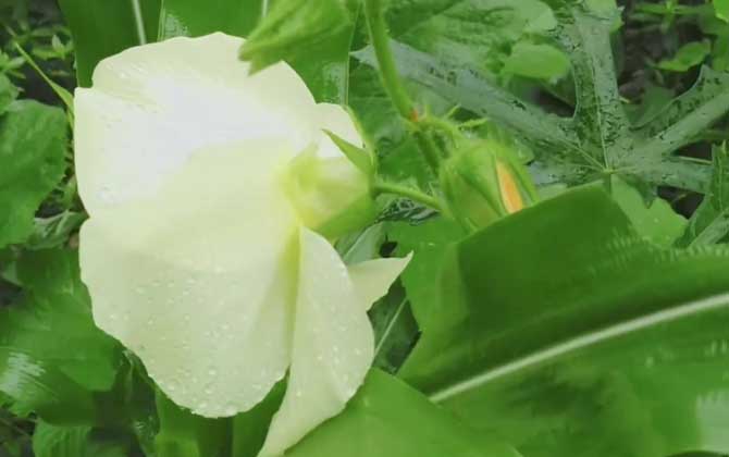黄蜀葵花