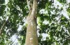 橡胶树是什么植物？
