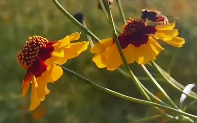 雪菊