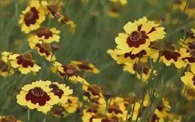 雪菊