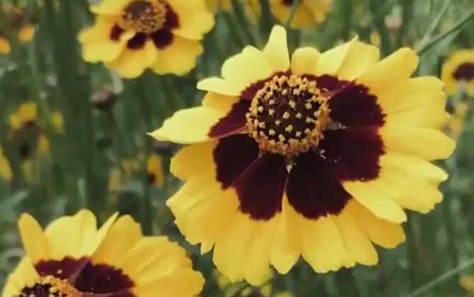 雪菊