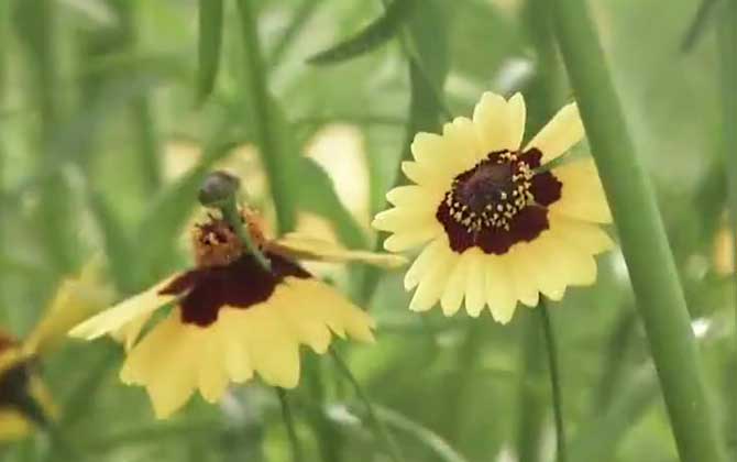 天山雪菊