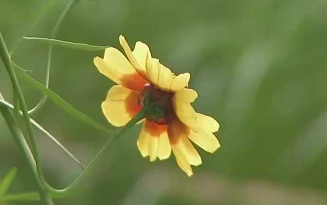 天山雪菊