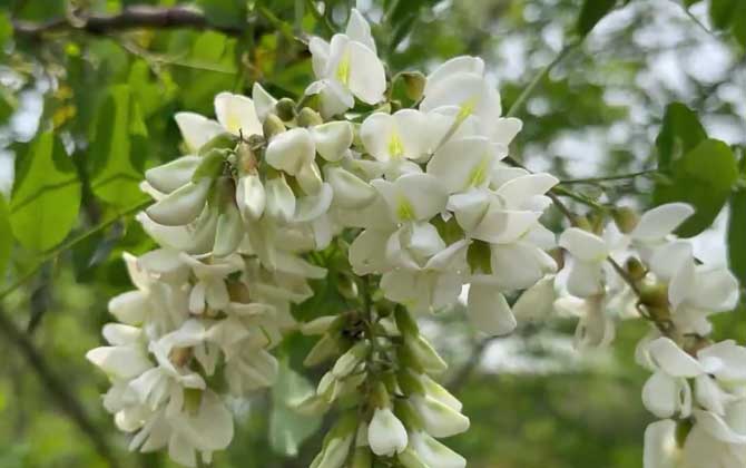 槐树什么时候开花？