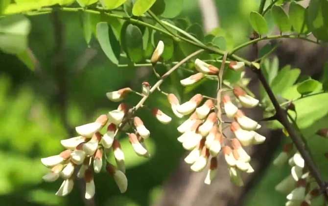 槐树开花
