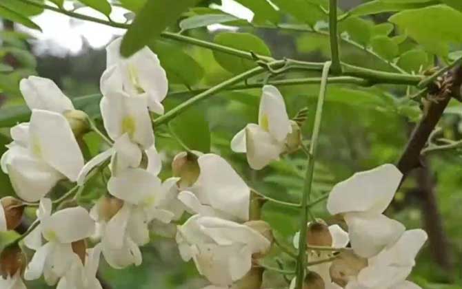 槐树开花