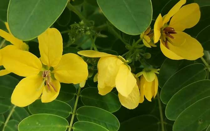 黄花槐是什么植物？