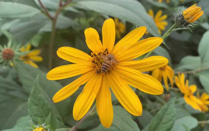 菊芋