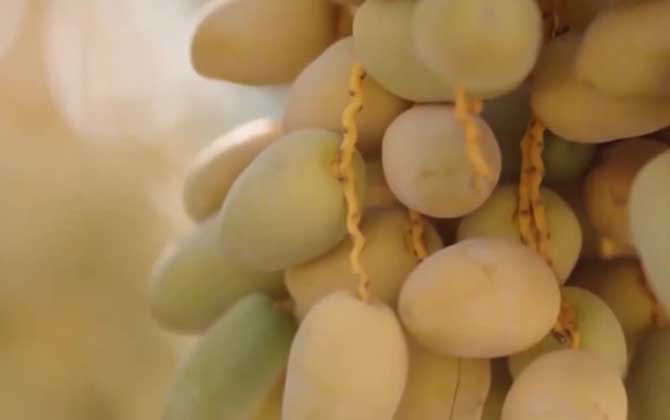 椰枣