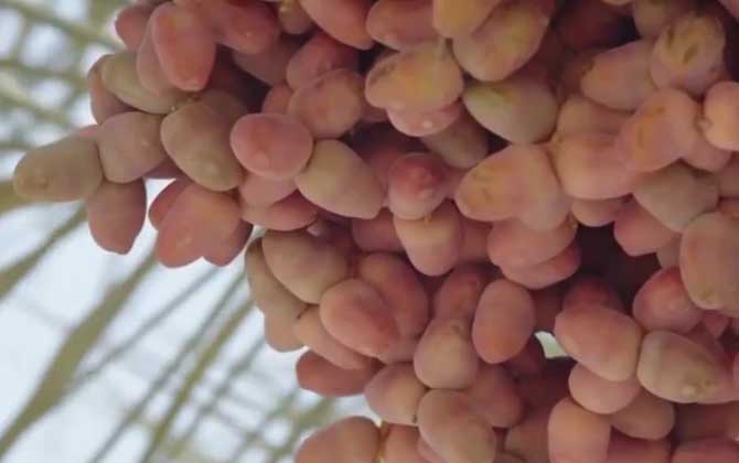中东海枣