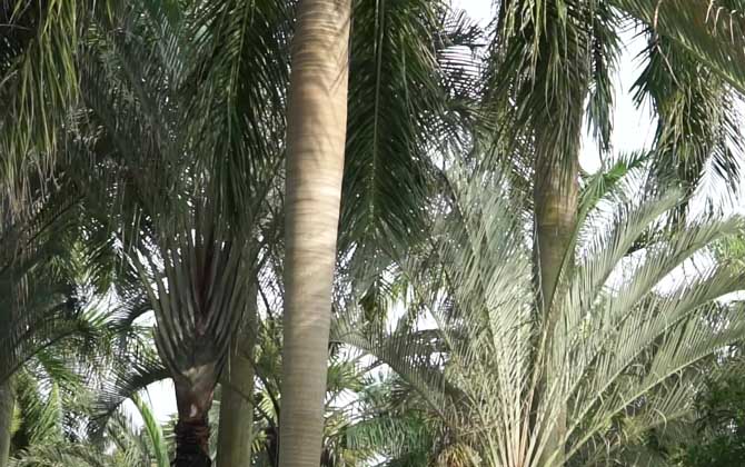 大王椰子是什么植物？