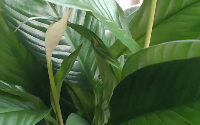 一帆风顺花有毒吗？