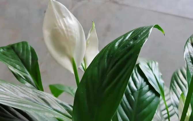 白鹤芋
