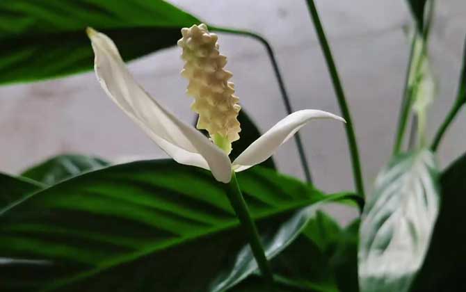 白鹤芋
