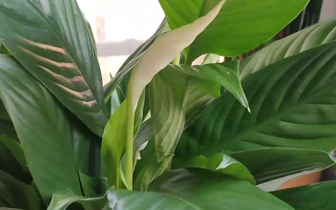 白鹤芋