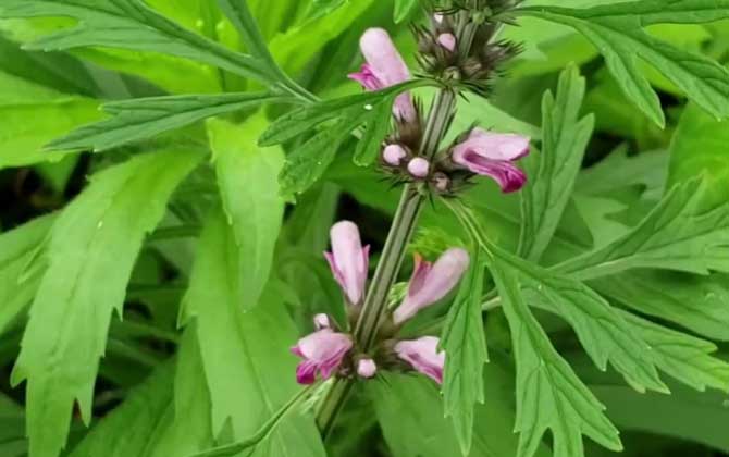 益母草的功效与作用及主治