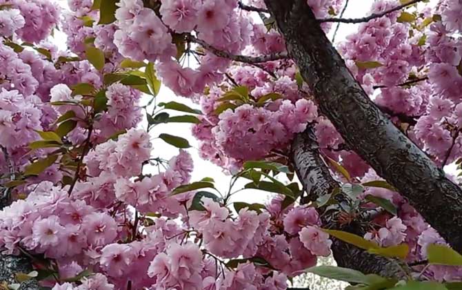 樱花(山樱花、荆樱)