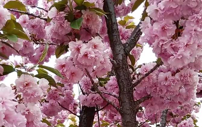 樱花