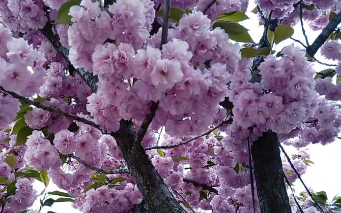 樱花