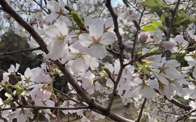 樱花树是什么植物？