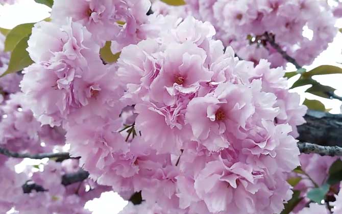 樱花