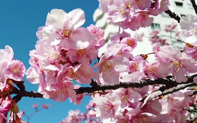 日本樱花