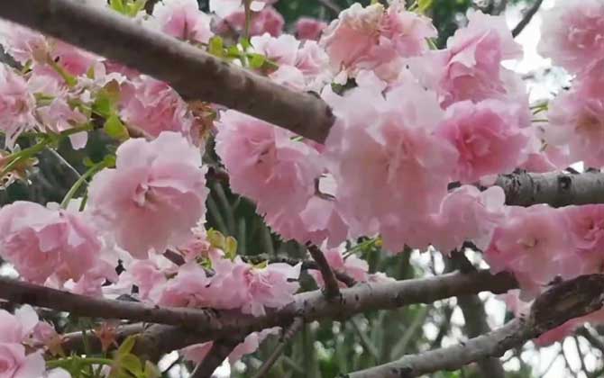 广州樱花