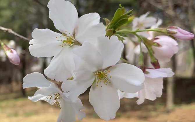 樱花树