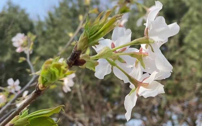 樱花树